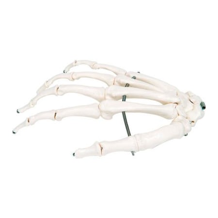 Fabrication Enterprises 3B Anatomical Model - Loose Bones, Hand Skeleton, Right 12-4580R